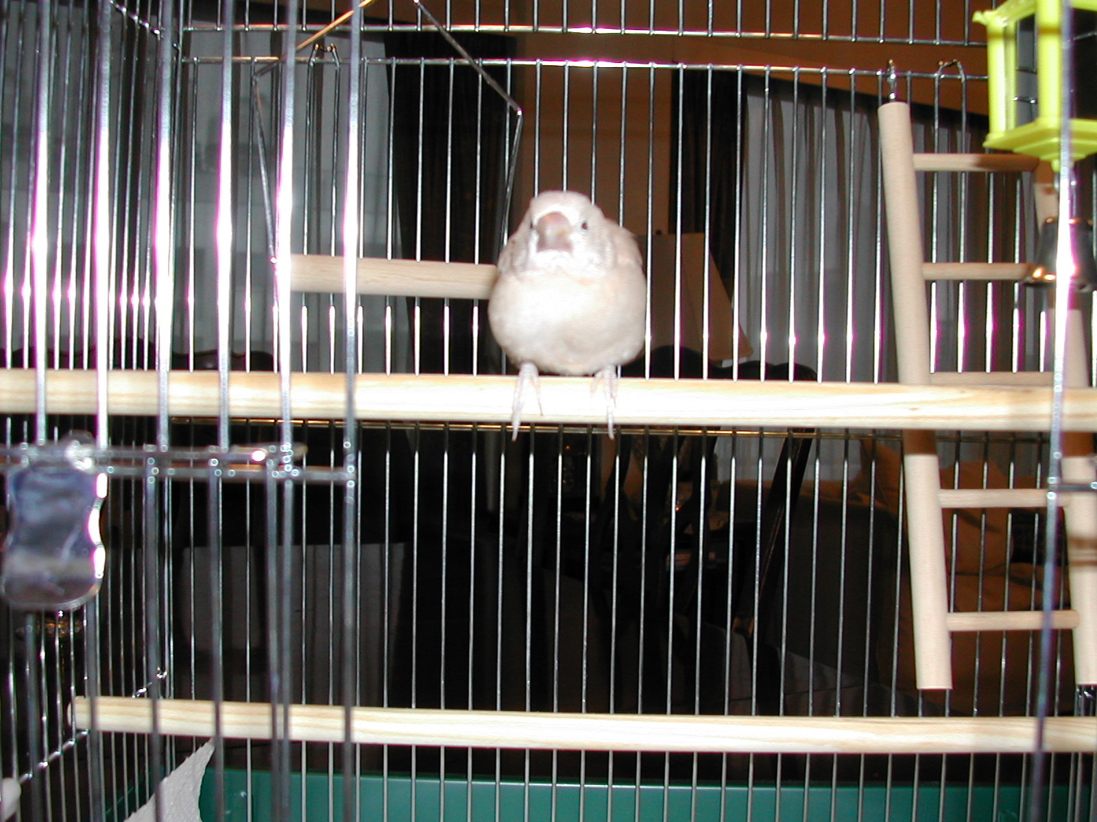 生後1ヶ月 文鳥のモカ日記
