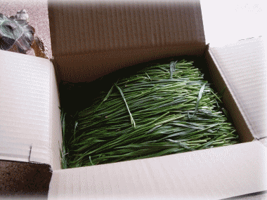 b0055276_131010.gif