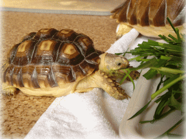 b0055276_162340.gif