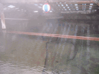c0062106_13315123.gif