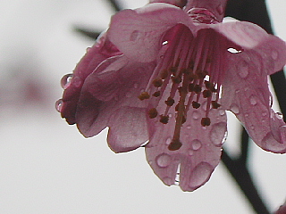 雨、、、に濡れて_b0053765_2256557.jpg