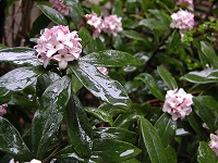 b0018986_14273866.jpg