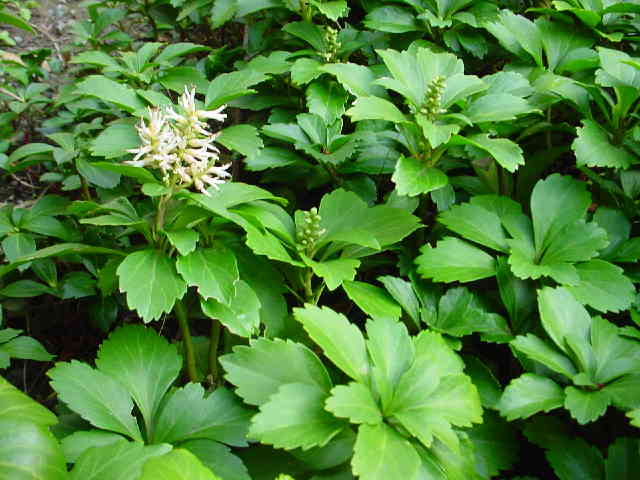 c0049902_20505036.jpg