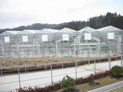 針テラスいちご園_b0054727_22423265.jpg