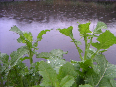 a0016829_7123164.jpg
