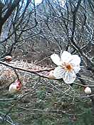 春です2_d0009952_10315146.jpg
