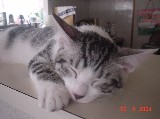 我輩は_b0034758_0244313.jpg