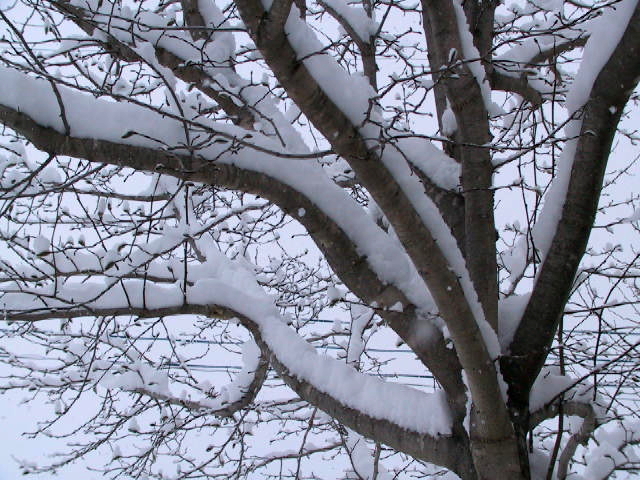 高原の「春の雪」_c0068645_15431619.jpg