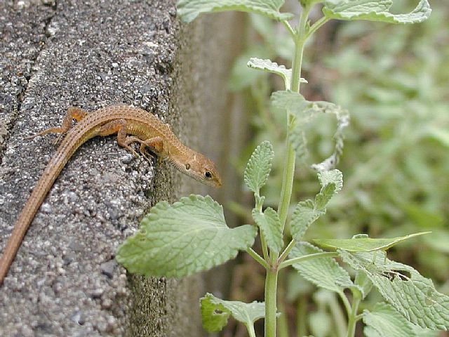 カナヘビとトカゲ_d0010008_010965.jpg