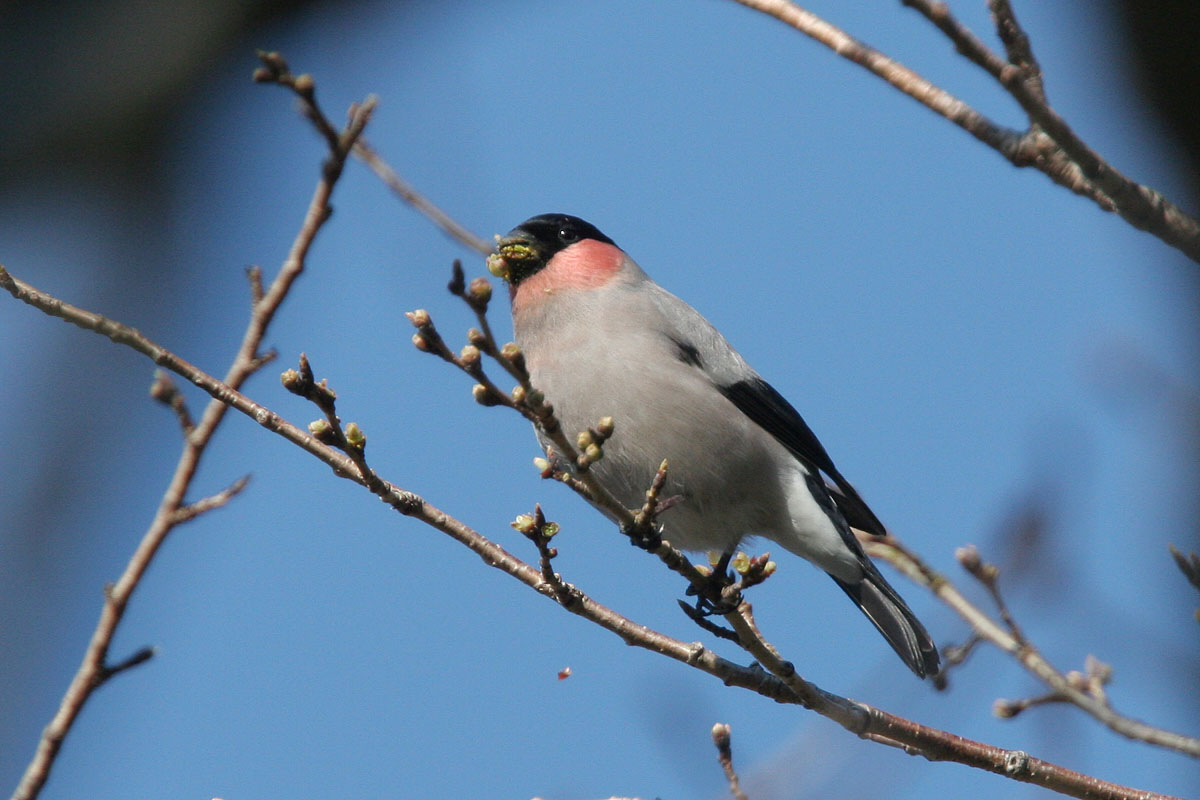 高尾山でウソと出会う 探鳥日記