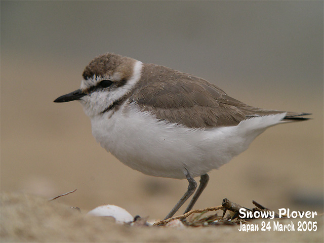 シロチドリ　　　Snowy Plover(米語名)　　Kentish Plover(英名） _c0071489_23191735.jpg