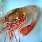 ボタン海老_b0067302_1353262.jpg