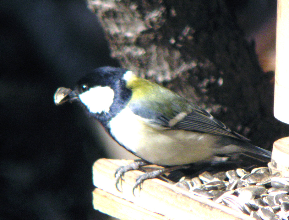 c0039919_21301128.jpg