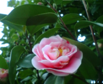 c0003723_1982331.jpg