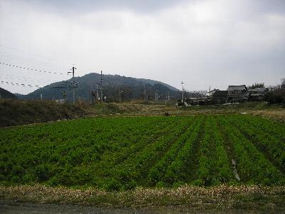 ちょっと収穫遅れ気味かな～_c0072843_3414216.jpg