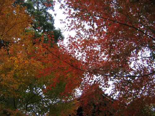 12月９日（木）【鎌倉長谷寺の紅葉】_c0042960_2011549.jpg