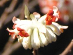 a0004391_00661.jpg