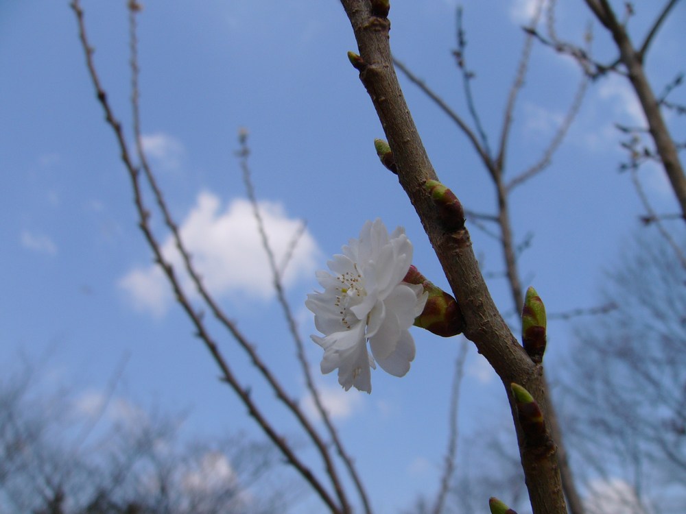 春は行く（その３：早咲き桜）_c0062511_21135873.jpg