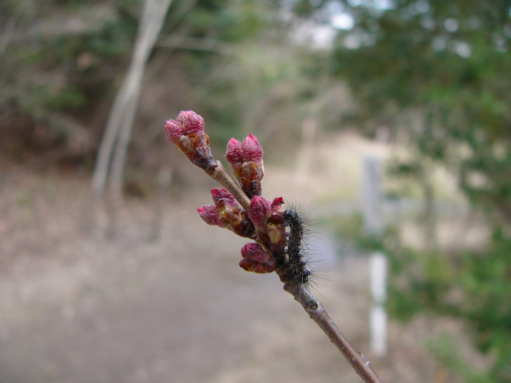 春は行く（その３：早咲き桜）_c0062511_21165643.jpg