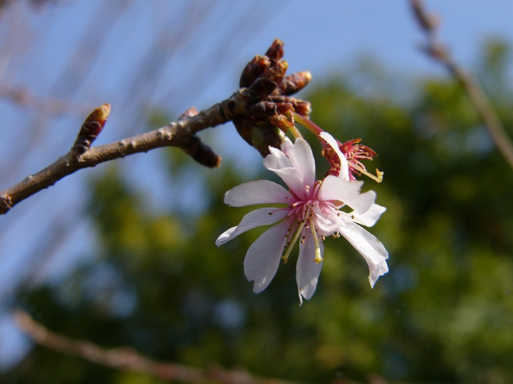 春は行く（その３：早咲き桜）_c0062511_212787.jpg