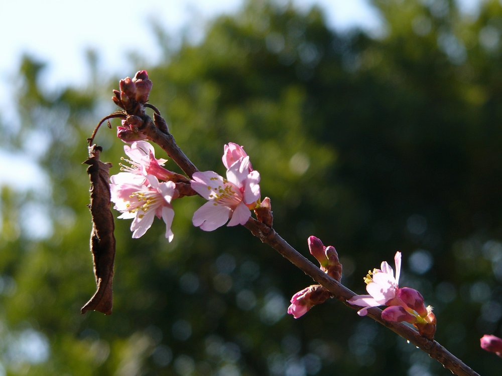 春は行く（その３：早咲き桜）_c0062511_2183538.jpg