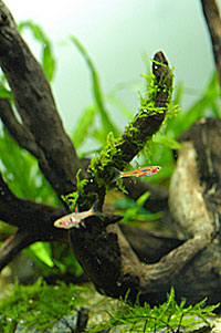 水カビ発生 キューブ水槽でアクアリウム