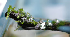 水カビ発生 キューブ水槽でアクアリウム