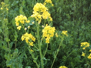 c0009461_2313762.jpg