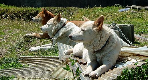 春を待つ犬たち_b0048766_21213222.jpg