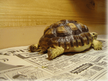 b0055276_0154345.gif