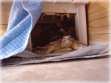 b0055276_0161156.gif