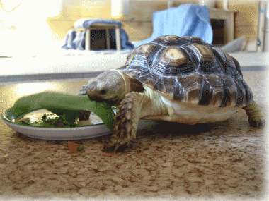 b0055276_021982.gif