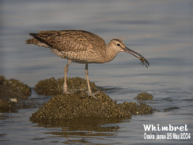 チュウシャクシギ 1 Whimbrel 1 : SHORE BIRDS IN JAPAN 日本の