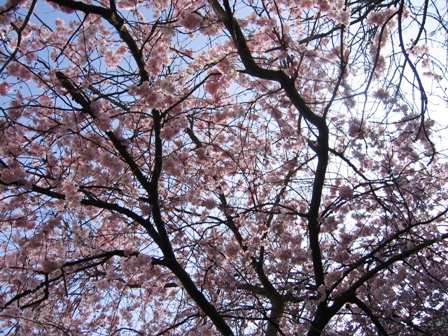 桜？[cherry blossom?]_c0019330_461074.jpg