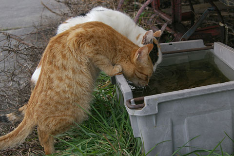 水飲み場_b0043651_157538.jpg