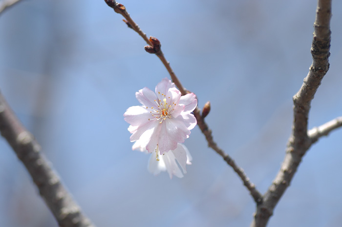 常泉寺からの花便り_b0031558_22363893.jpg