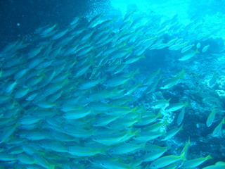 2005/03/26(土) - 2 Dive　No.155 - Western Ridge　[Koh Bon]_a0002177_04197.jpg