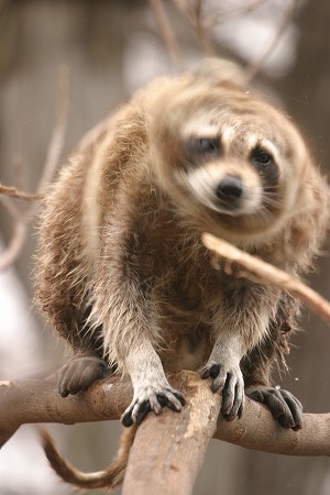 ドリルでアライグマー！！_a0001562_2112620.jpg