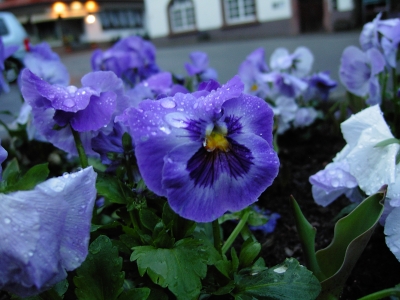 c0030570_46982.jpg