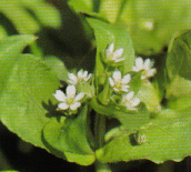 b0036381_215287.gif