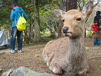 日曜学校、奈良へ　－奈良公園・東大寺－_b0029488_1247546.jpg