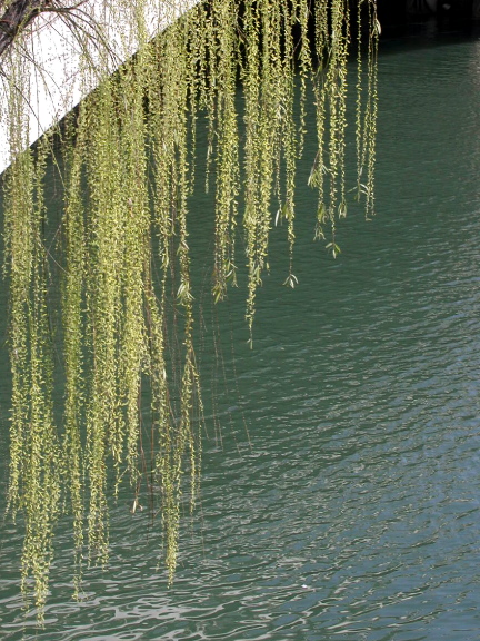 c0015099_02155.jpg