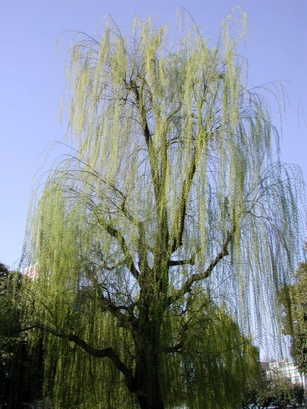 c0015099_03071.jpg