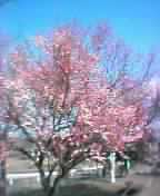c0065744_14324653.jpg