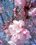 c0065744_8275934.jpg