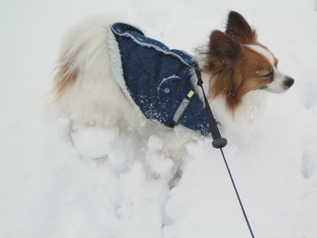 またもや積雪～その１．やまとの場合_b0066154_16484640.jpg