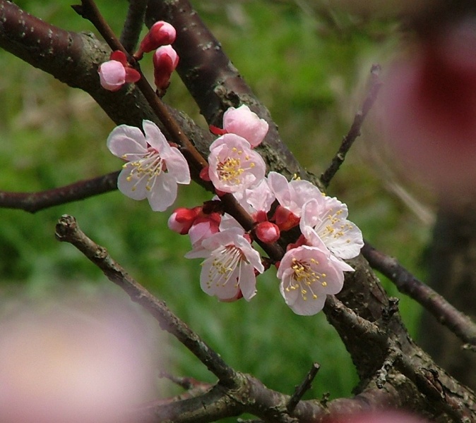 アンズの花の咲く丘は・・・_c0056080_10195583.jpg