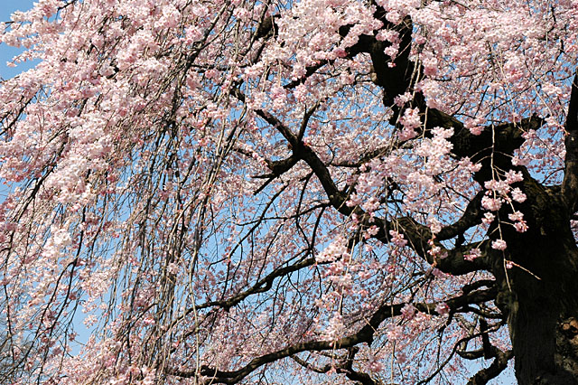 枝垂れ桜(新宿）_c0001781_23351090.jpg