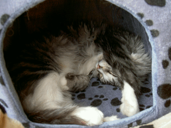 b0065499_19444283.gif