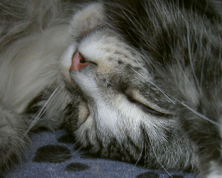 b0065499_19473225.gif